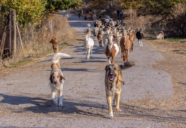 Returning from pasture. Two dogs lead a herd of goats along the country road. Smolichano, Bulgaria.
