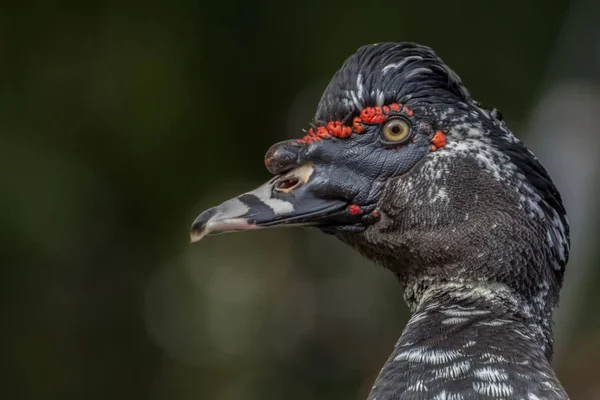 Közelkép Portré Egy Pézsmakacsa Cairina Moskata Profiljában Dráma Görögország — Stock Fotó