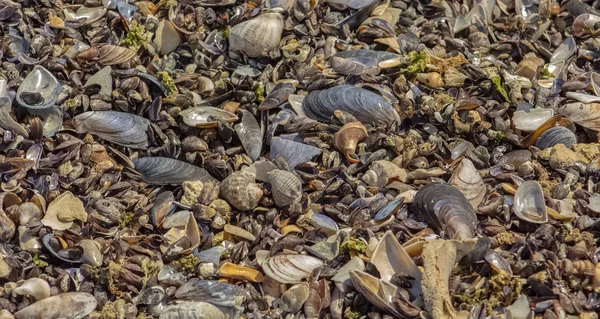 Natureza Como Textura Uma Variedade Conchas Moluscos Praia Close — Fotografia de Stock