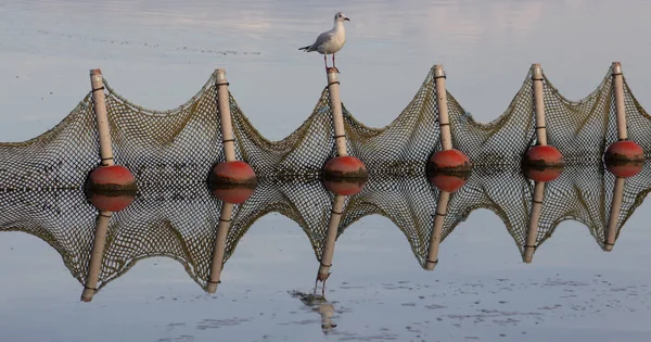 Ένας Γλάρος Προσγειώθηκε Στα Δίχτυα Της Λίμνης Αντανάκλαση Λίμνη Κερκίνη — Φωτογραφία Αρχείου