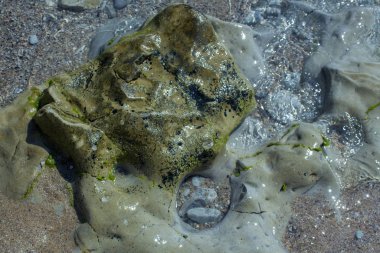 Bir dizi fotoğraf. Eski taş oluşumları. İnanılmaz bir deniz mikro evreni. Byala tatil beldesi, Bulgaristan.