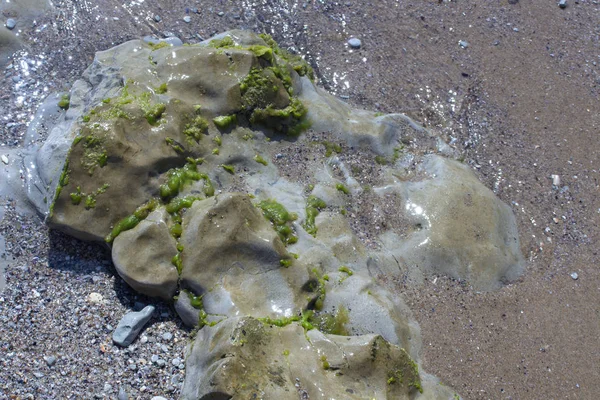 Series Photographs Ancient Stone Formations Strange Stone Profile Decorated Algae — стокове фото