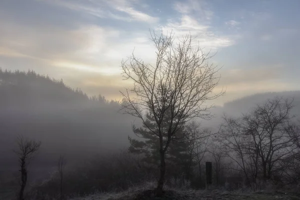 Eine Reihe Nebliger Landschaften Winter Bäume Vor Dem Hintergrund Von — Stockfoto