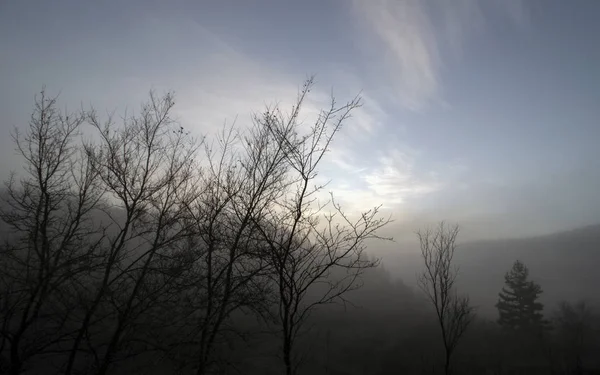 Eine Reihe Nebliger Landschaften Winter Bäume Vor Dem Hintergrund Des — Stockfoto