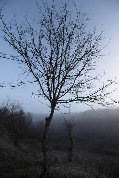 Eine Reihe Nebliger Landschaften Winter Ein Baum Vor Dem Hintergrund — Stockfoto