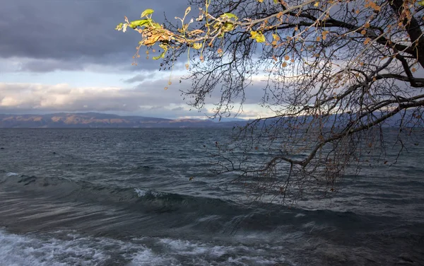 Paysage Hivernal Sur Rive Lac Ohrid Avec Arbre Premier Plan — Photo