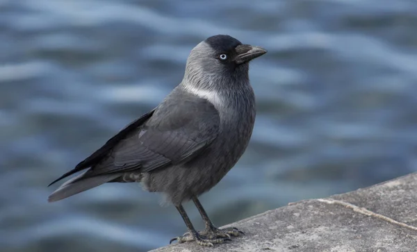 Porträt Einer Krähe Ufer Eines Sees — Stockfoto