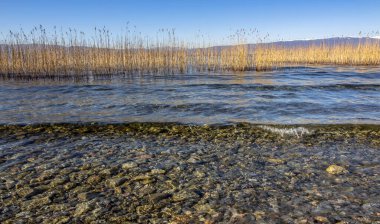 Bir dizi göl manzarası. Kristal sular, kış sabahı sazlıkların arka planına karşı. Ohri Gölü, Kuzey Makedonya.