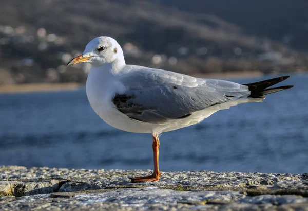 Retrato Una Gaviota Puerto Lacustre Lago Ohrid Macedonia Del Norte —  Fotos de Stock