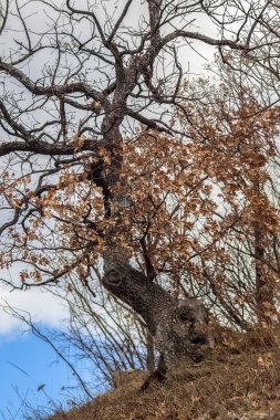 Trakya mezarının yanındaki dağda ilginç bir kütüğü olan yaşlı bir ağaç. Starosel, Bulgaristan