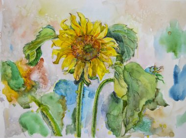 Parlak güzel pitoresk sarı çiçek Ayçiçeği suluboya tarafından boyalı