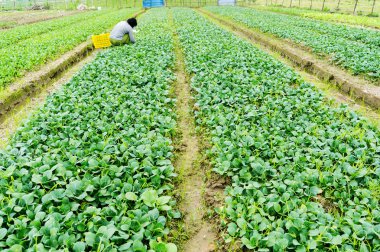Sebze alanların çalışan kadın
