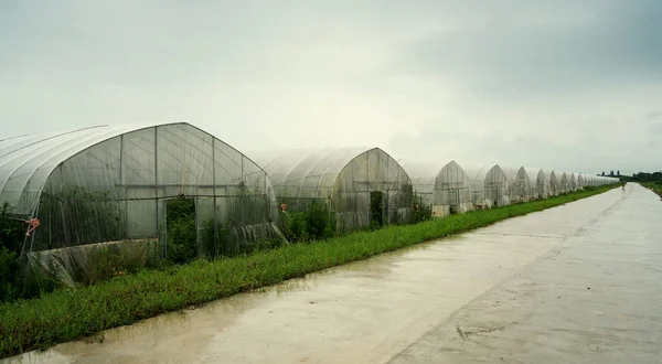 Rain in the material greenhouse — Stock Photo, Image