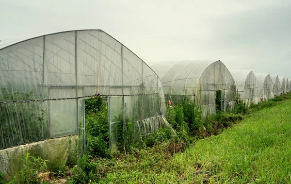 Rain in the material greenhouse — Stock Photo, Image