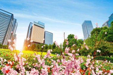 Uzun boylu binada modern çim