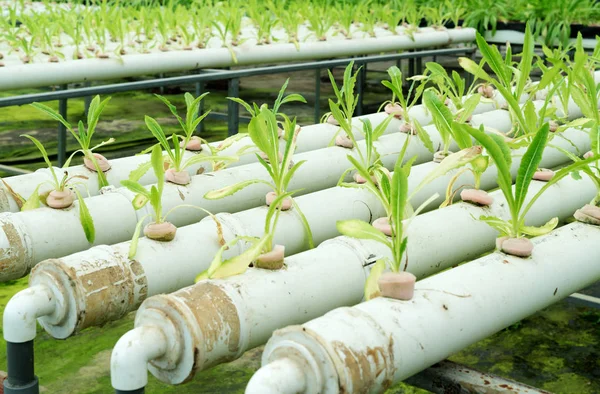 Greenhouse soilless culture material — Stock Photo, Image