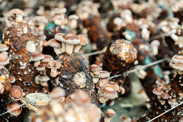 Cogumelos artificiais cultivados — Fotografia de Stock