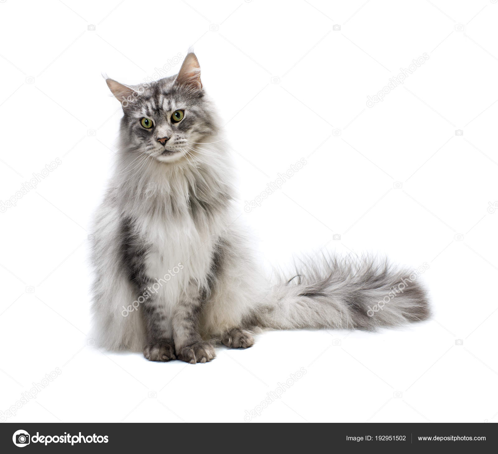 Porträt Von Maine Coon Katze Neugierige Junge Grau