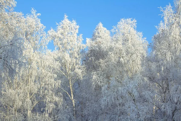 Деревья в морозе, против голубого неба — стоковое фото