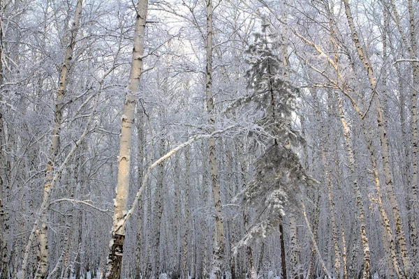 덮은 눈와 자작나무 숲 — 스톡 사진