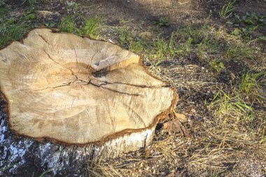 Bulanık bir zemin üzerine kentin güdük bir taze kesme 