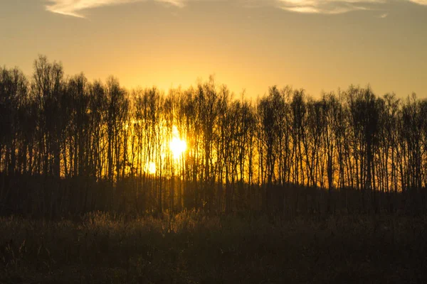 Estate foresta solare siberiana — Foto Stock