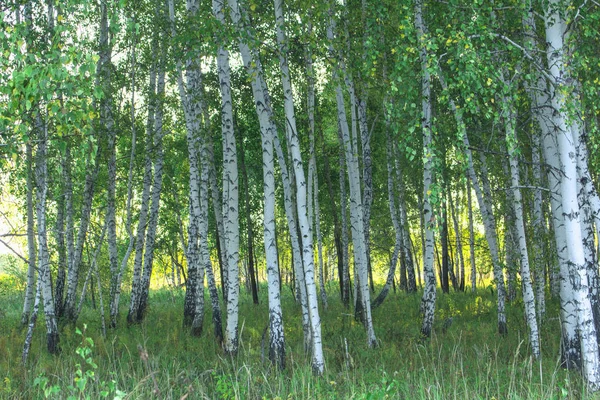 夏季西伯利亚太阳林 — 图库照片