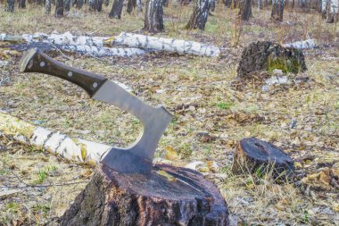 Bir balta bir güdük, ormandaki bir huş günlük içinde. Ormansızlaşma küresel bir sorun