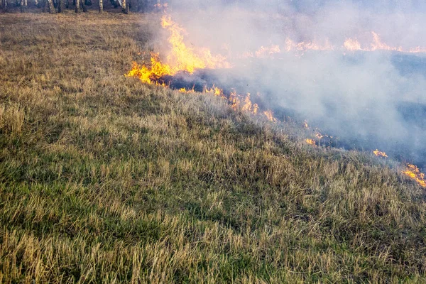 Frühjahrsbrände Totholz im Wald und Feuerwehrleute löschen — Stockfoto