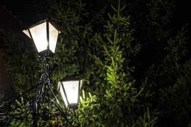 Sokak feneri, geceleri bir ağacı arka grubuna karşı aydınlatır.