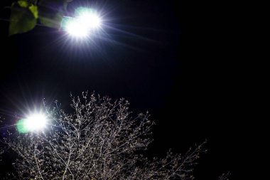 Sokak feneri, geceleri bir ağacı arka grubuna karşı aydınlatır.