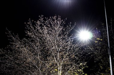 Sokak feneri, geceleri bir ağacı arka grubuna karşı aydınlatır.