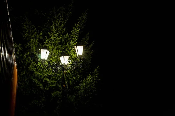 街上的灯笼照亮了夜晚背阴下的一棵树 — 图库照片