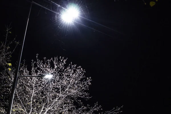 Street Lantern illumine un arbre la nuit contre le backgroun — Photo