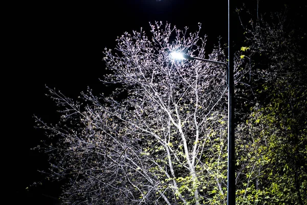 街上的灯笼照亮了夜晚背阴下的一棵树 — 图库照片