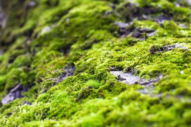 Ağaçta yeşil yosun, yakın plan, ön ve arka plan bulanık