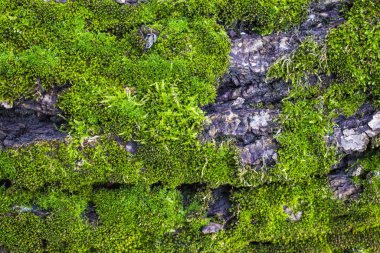 Ağaçta yeşil yosun, yakın plan, ön ve arka plan bulanık