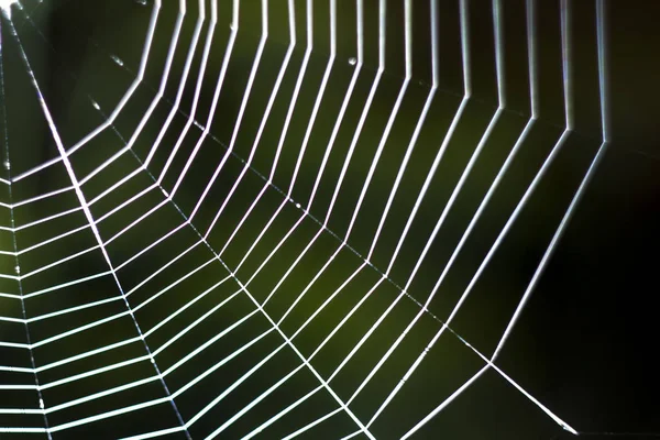 Teia de aranha esticada no quintal. Fundo de Halloween — Fotografia de Stock