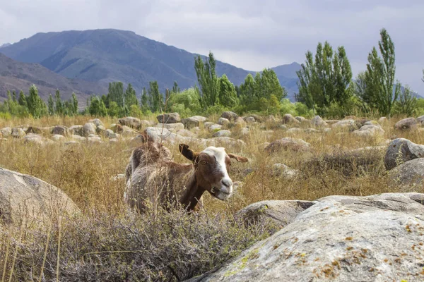 Божевільний гірський козел крупним планом на розмитих горах і лісових спинах — стокове фото