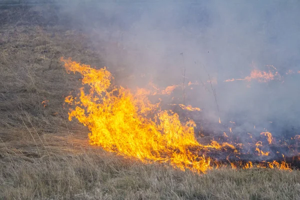 Яростные лесные пожары. Горящая сухая трава, тростник вдоль озера . — стоковое фото