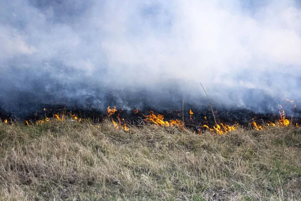 Raging forest spring fires. Burning dry grass, reed along lake.