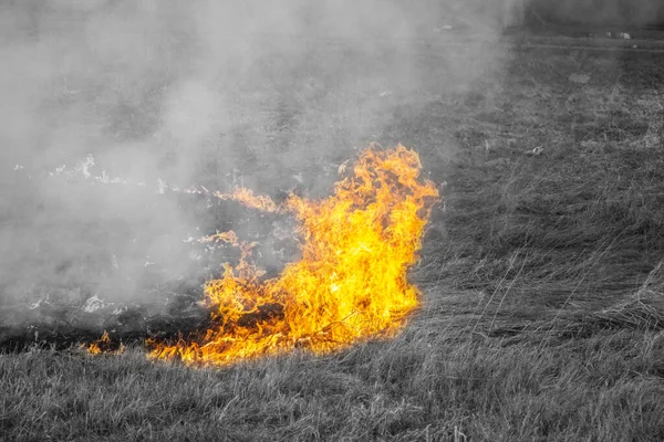 Rasande skogs våren bränder. Brinnande torrt gräs, vass längs sjön. — Stockfoto