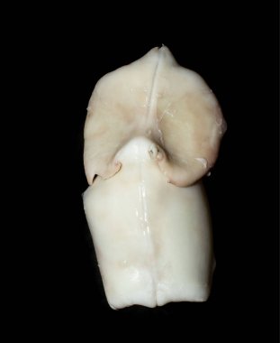 Siyah arka planda buharlı bir çatalda taze mürekkep balığı.