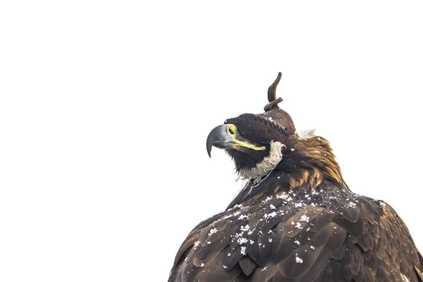 Aislado Sobre Fondo Blanco Águila Dorada Aquila Chrysaetos Gran Ave — Foto de Stock