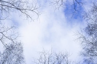 çıplak huş dalları mavi gökyüzünün arka planında bulutlu