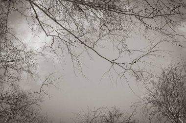 çıplak huş dalları mavi gökyüzünün arka planında bulutlu