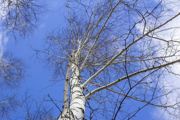 蓝天的背景上 白桦树枝干光秃秃 白云密布 — 图库照片