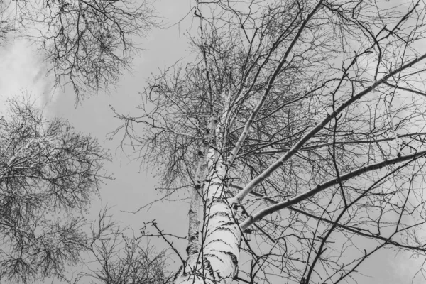 蓝天的背景上 白桦树枝干光秃秃 白云密布 — 图库照片