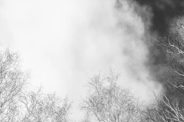 Ramos Vidoeiro Nus Fundo Céu Azul Com Nuvens — Fotografia de Stock