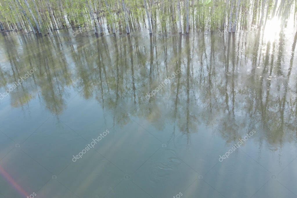 bosque inundado durante el período de inundación, fotografiado desde un
